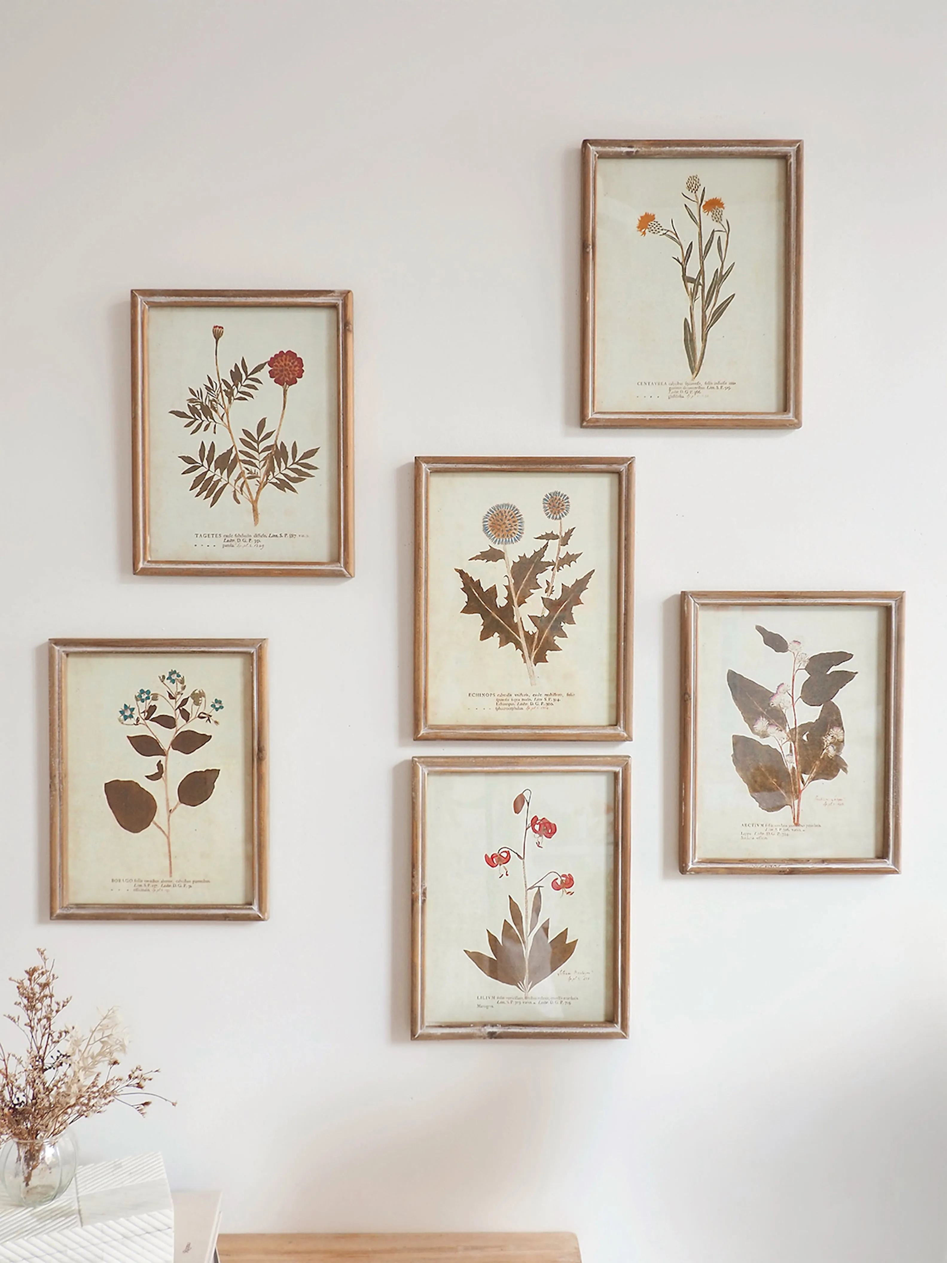 Botanicals Framed Prints | 10" x 13"