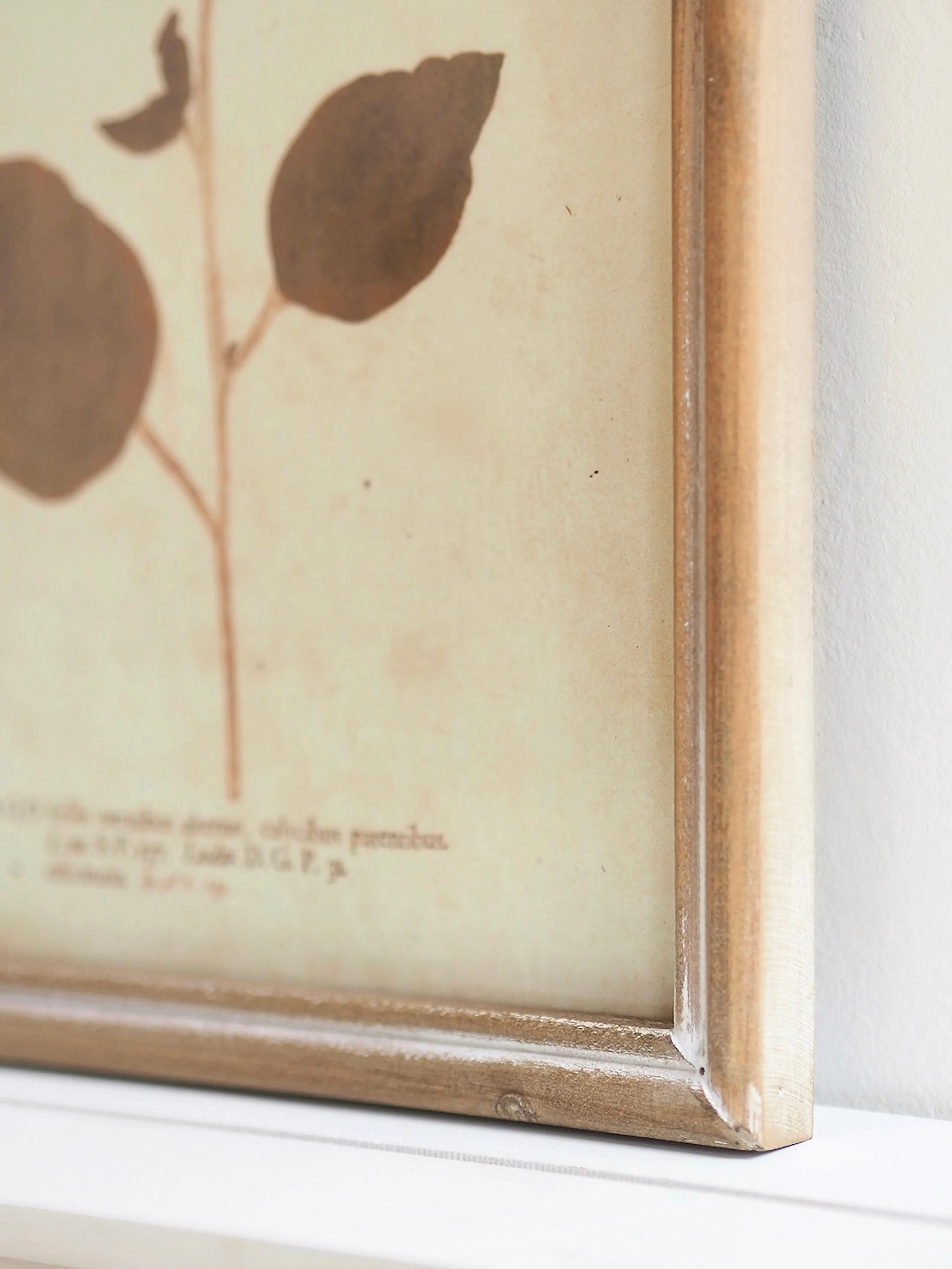 Botanicals Framed Prints | 10" x 13"
