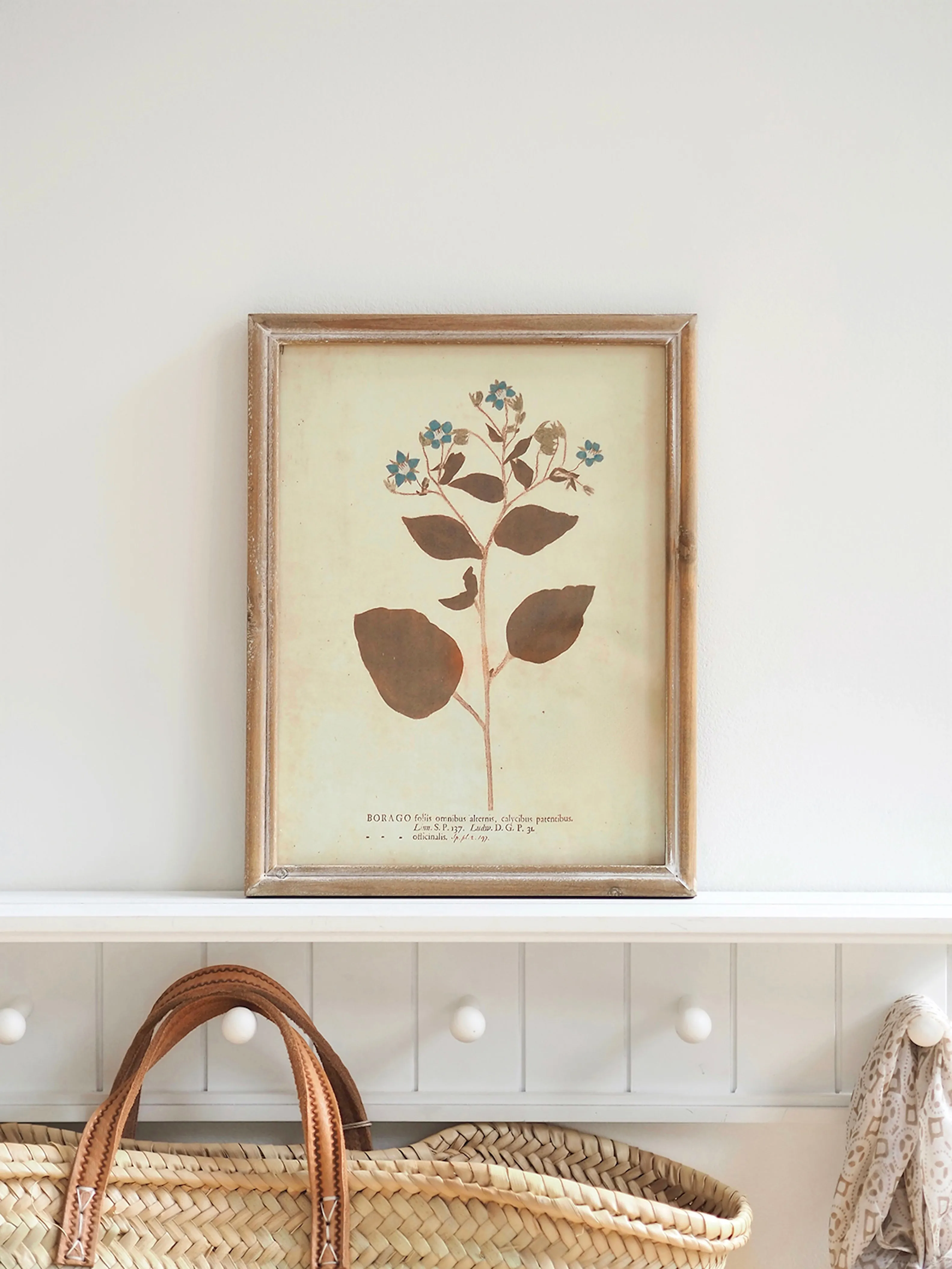 Botanicals Framed Prints | 10" x 13"