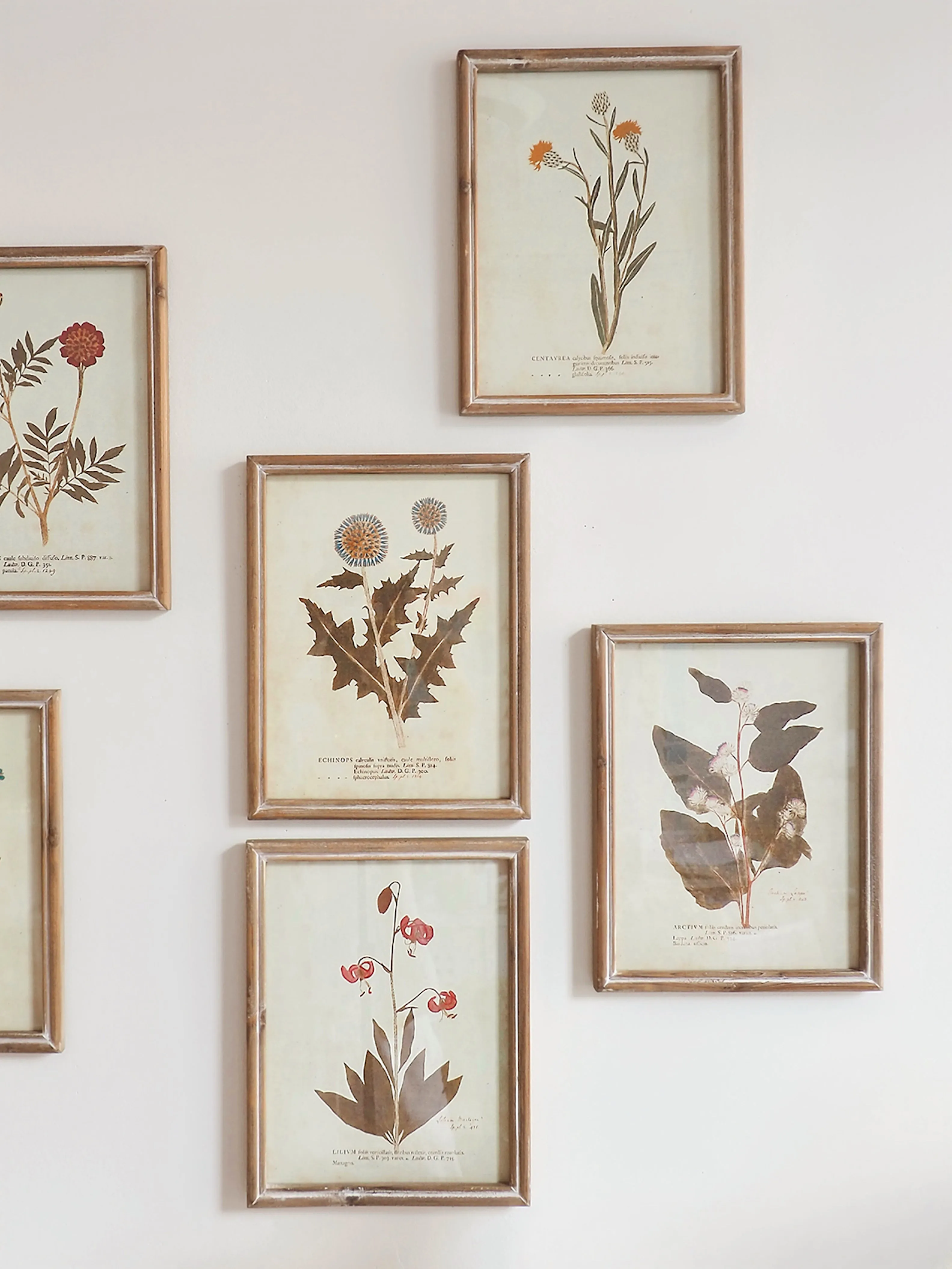 Botanicals Framed Prints | 10" x 13"