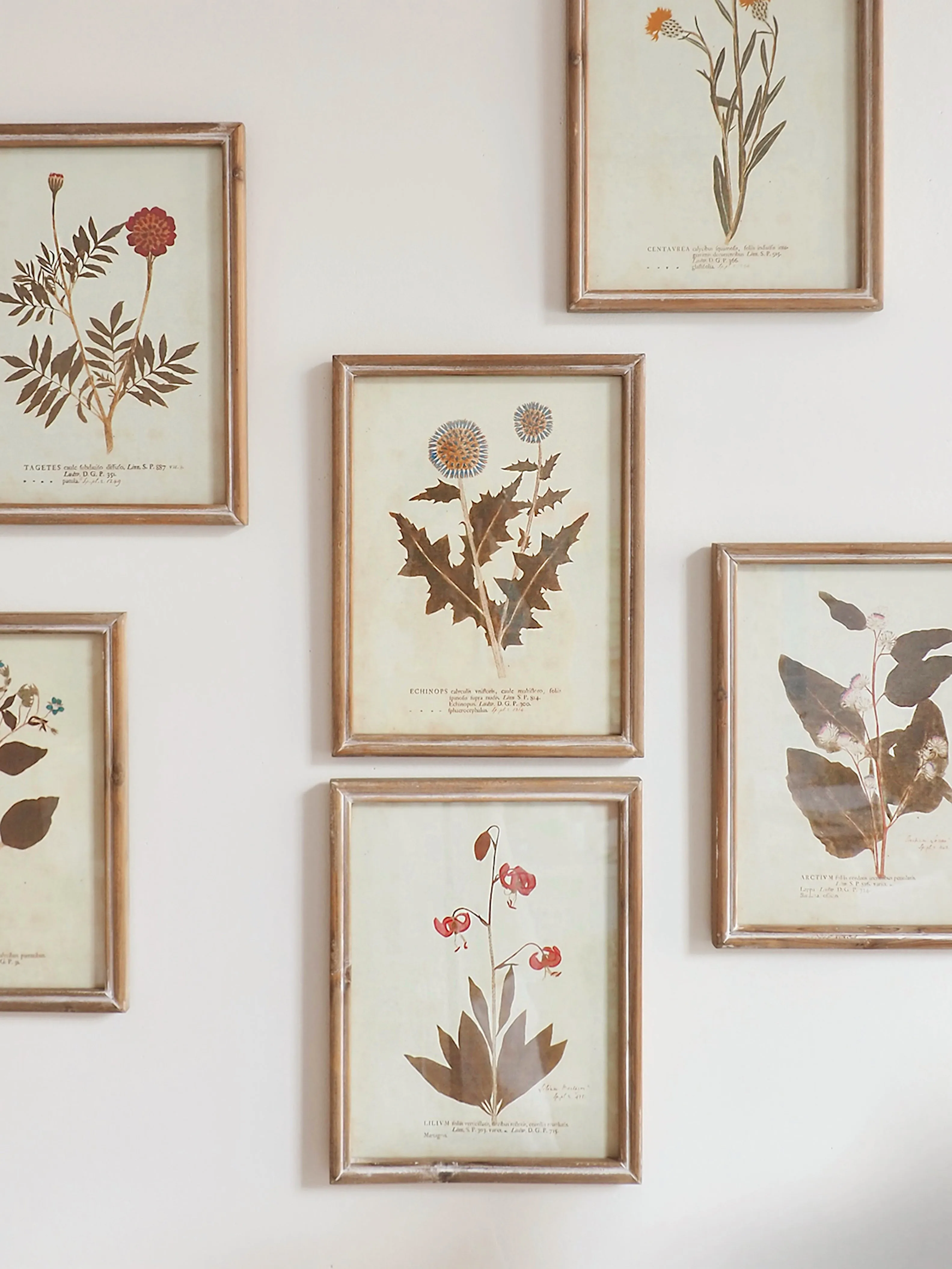 Botanicals Framed Prints | 10" x 13"